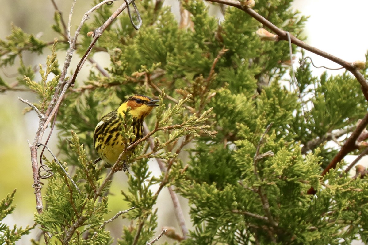 Cape May Warbler - ML618465655