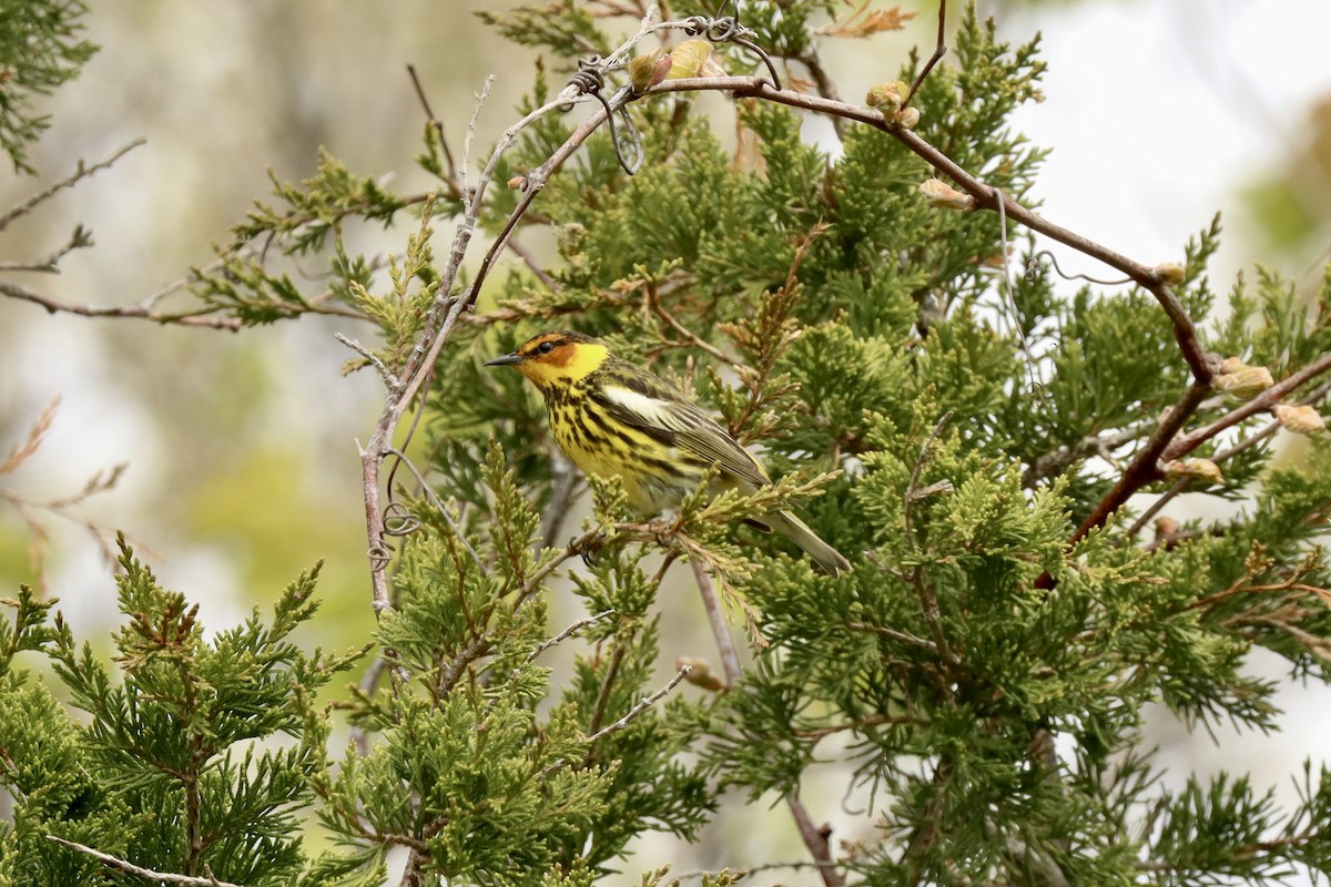 Cape May Warbler - ML618465656