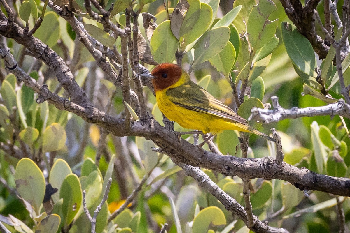 Yellow Warbler (Mangrove) - ML618465668