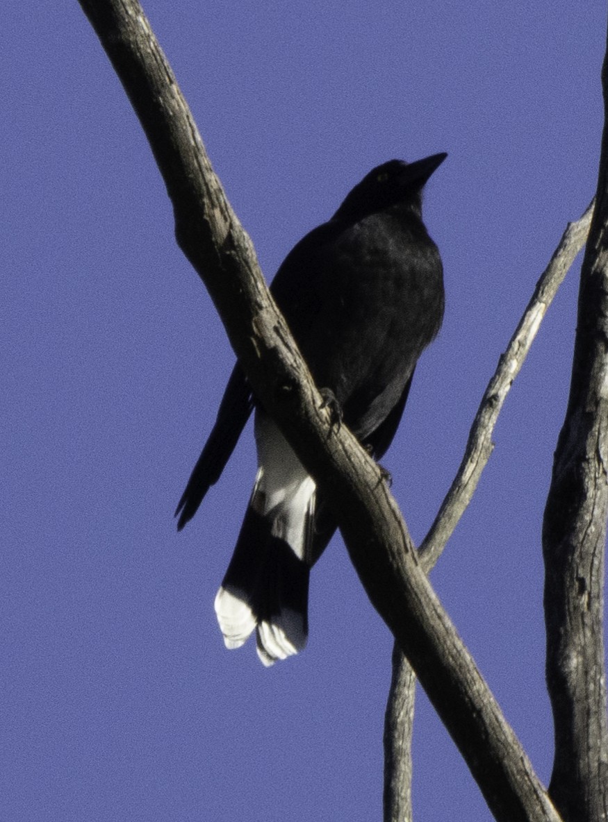 Pied Currawong - ML618465721
