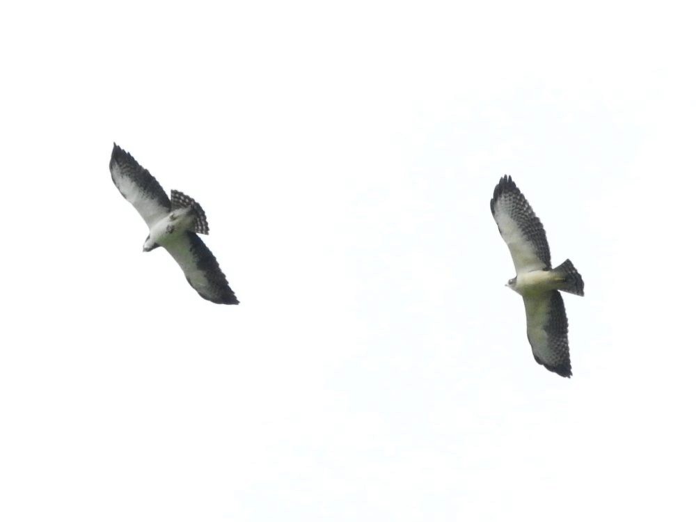 Short-tailed Hawk - Fernando Nunes