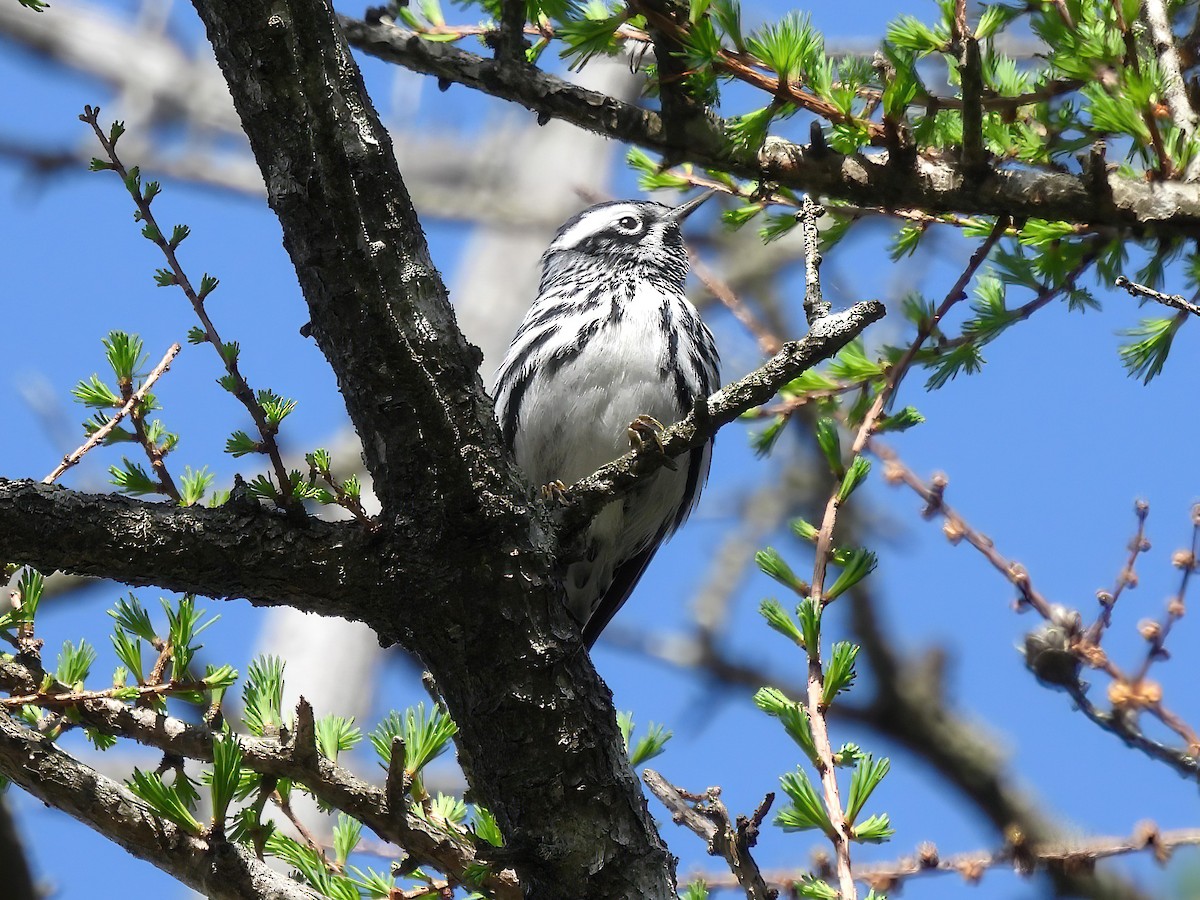 Black-and-white Warbler - ML618465769