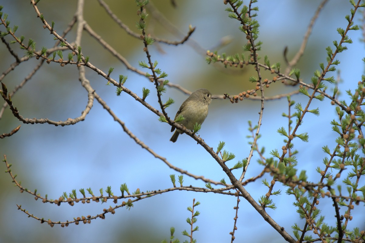 Ruby-crowned Kinglet - Ian Langlois Vaillancourt