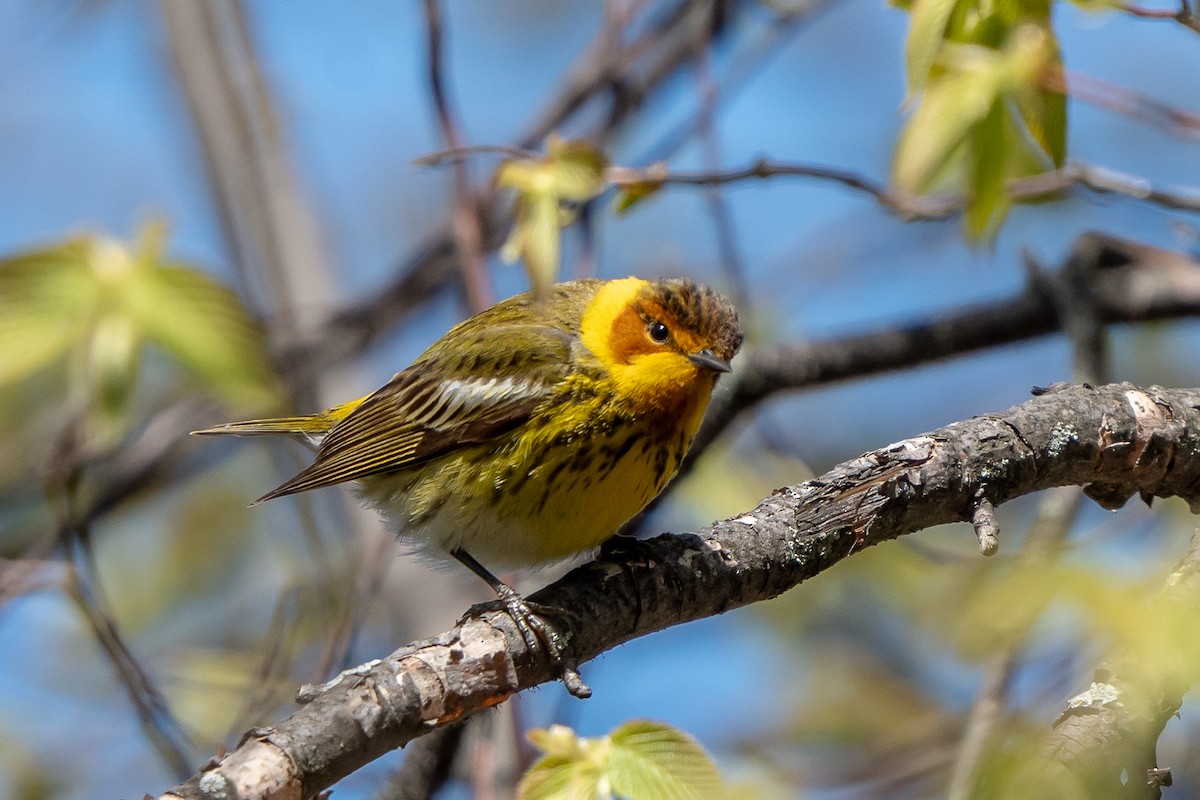 Cape May Warbler - ML618465832