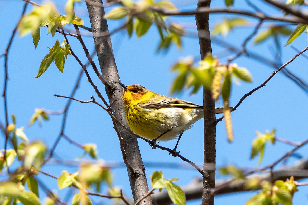 Cape May Warbler - ML618465833