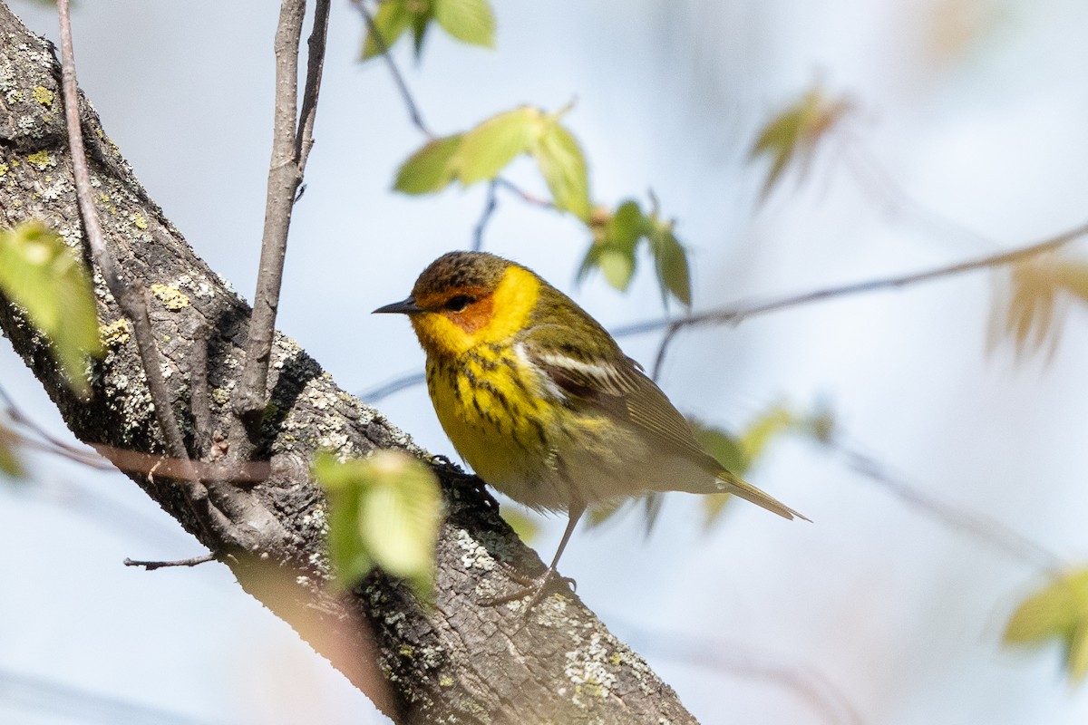 Cape May Warbler - ML618465834