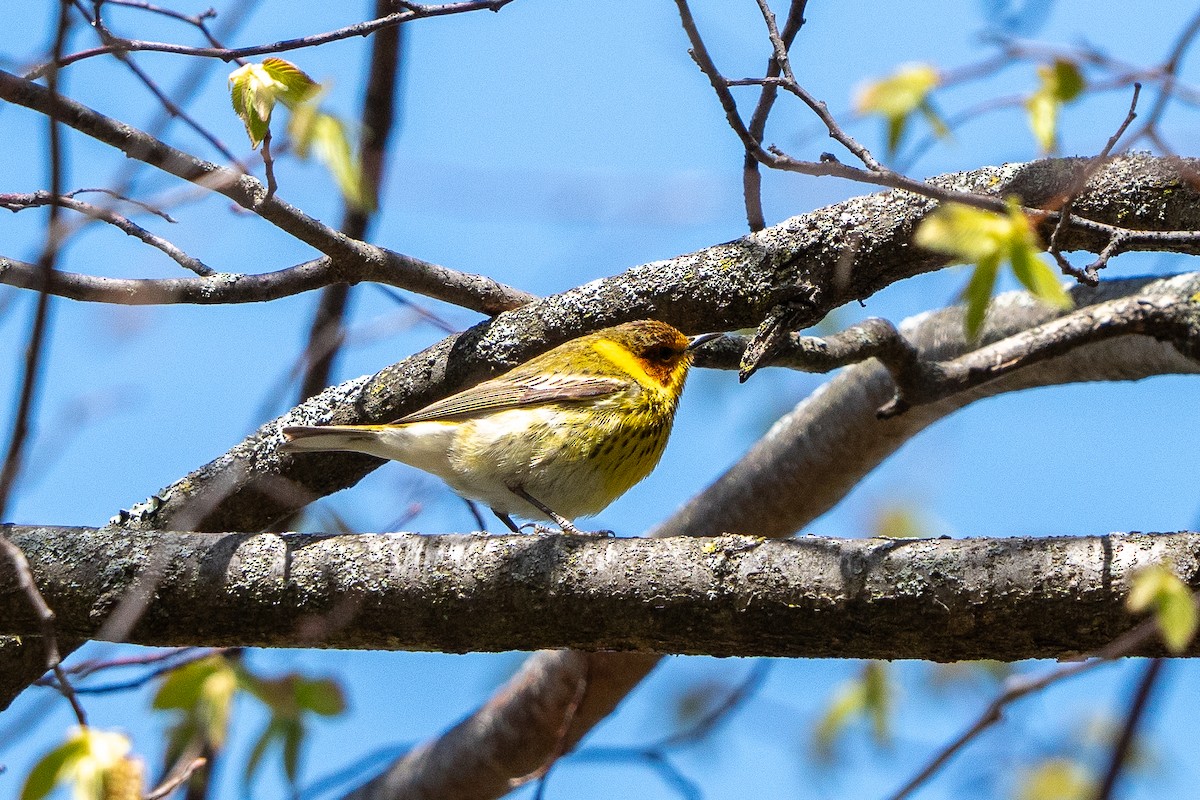 Cape May Warbler - ML618465835
