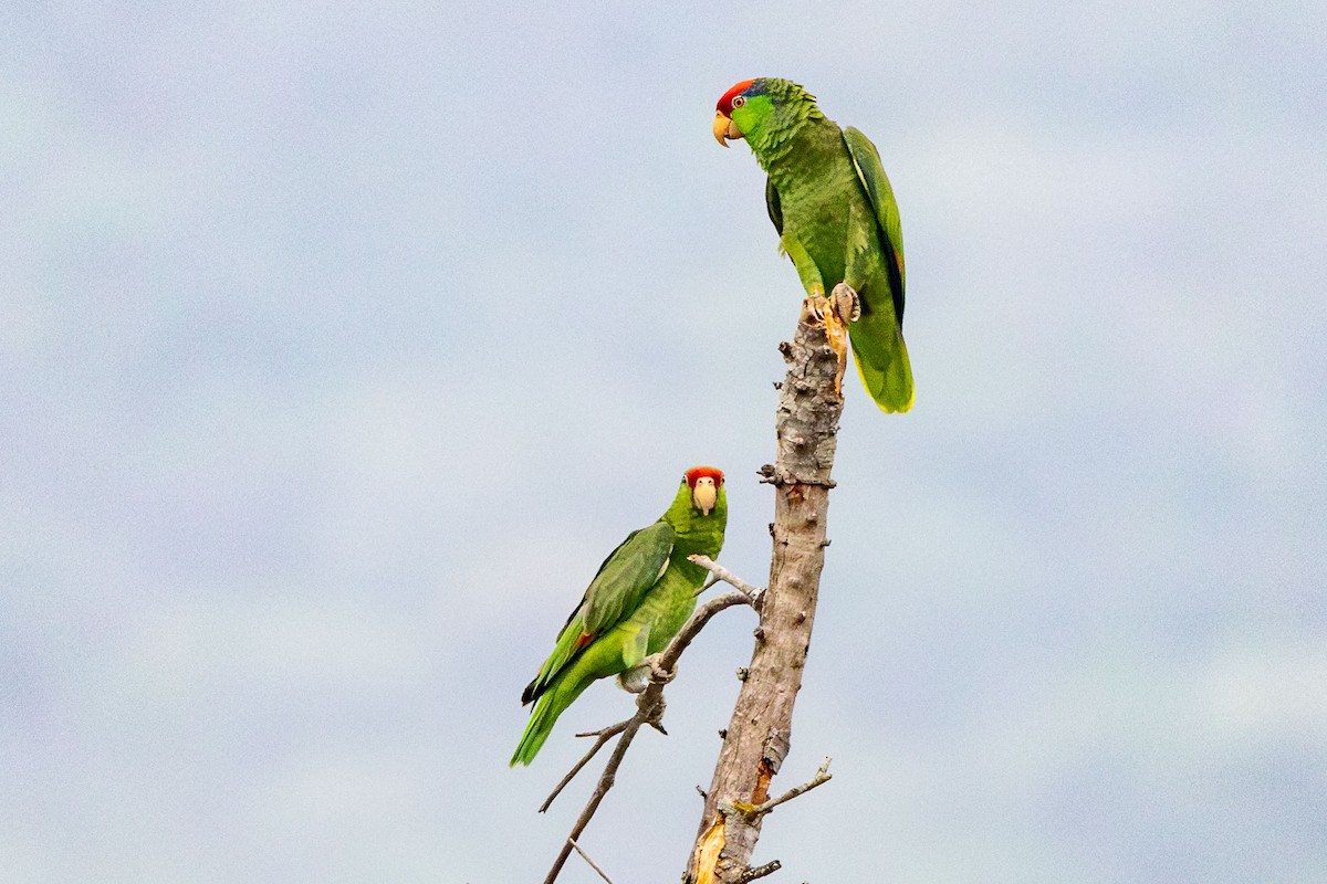 Red-crowned Parrot - Ken Chamberlain