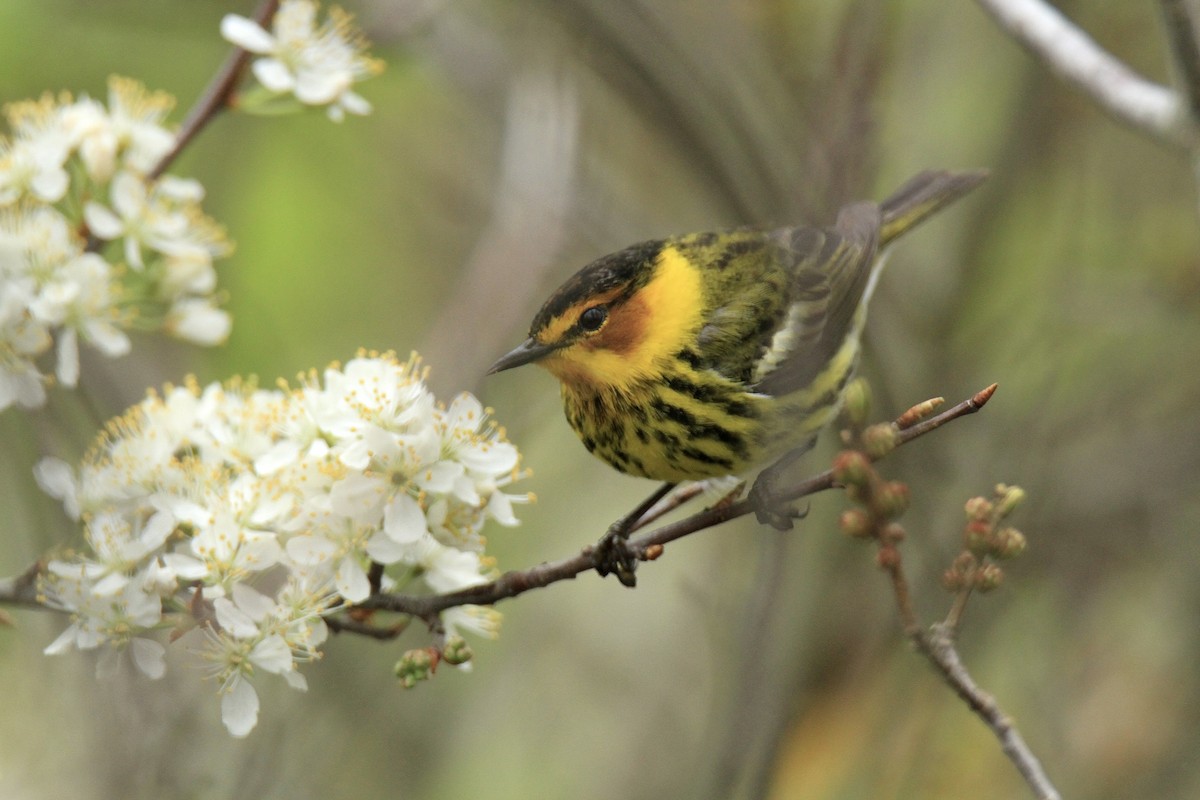Cape May Warbler - ML618465874