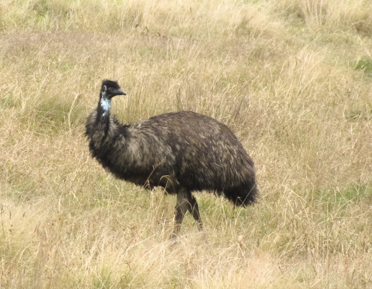 emu hnědý - ML618465882