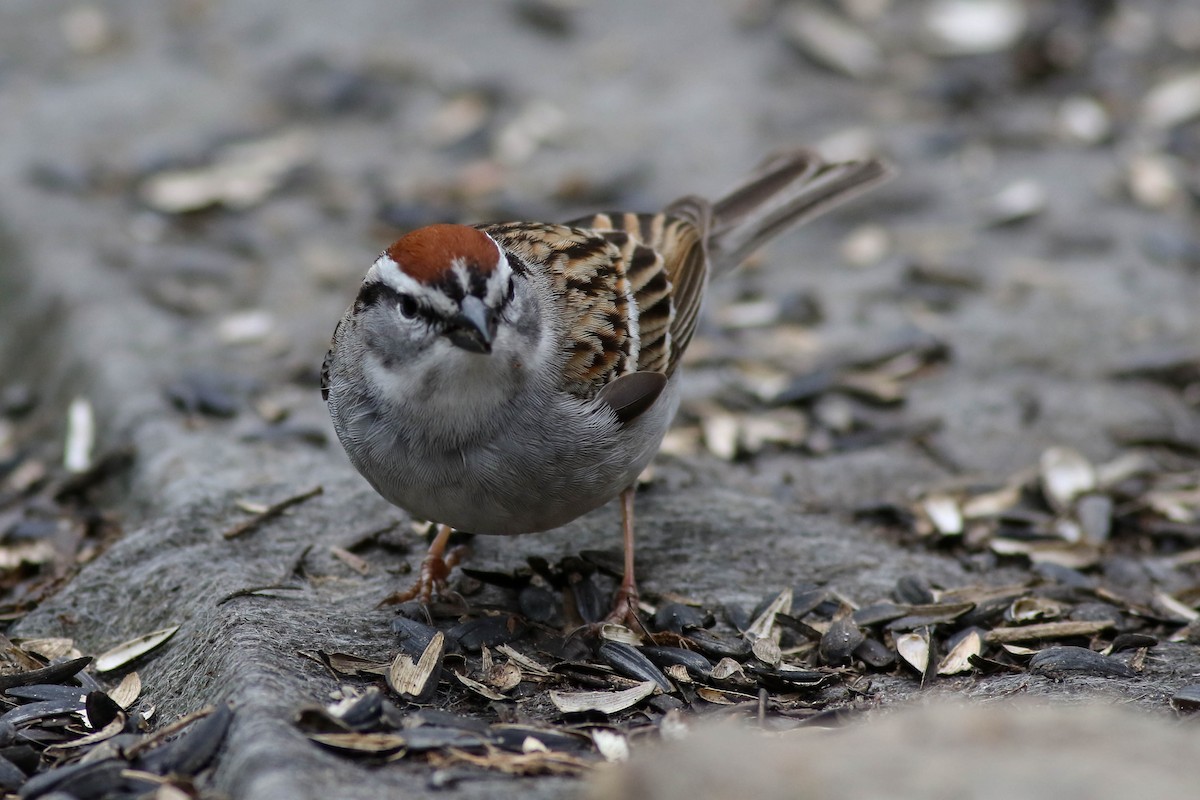 Chipping Sparrow - ML618465885