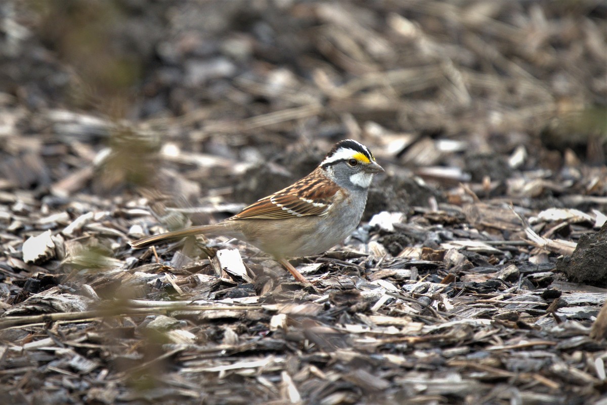 White-throated Sparrow - ML618465890