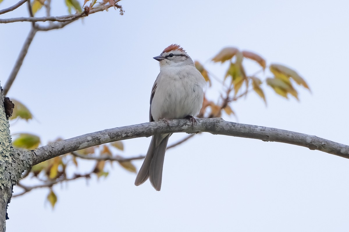 Chipping Sparrow - ML618465898