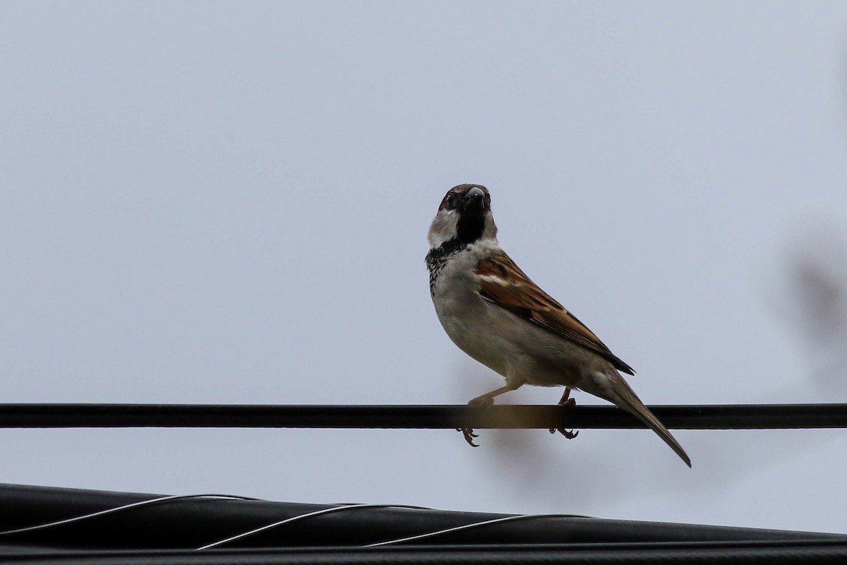 House Sparrow - ML618465901