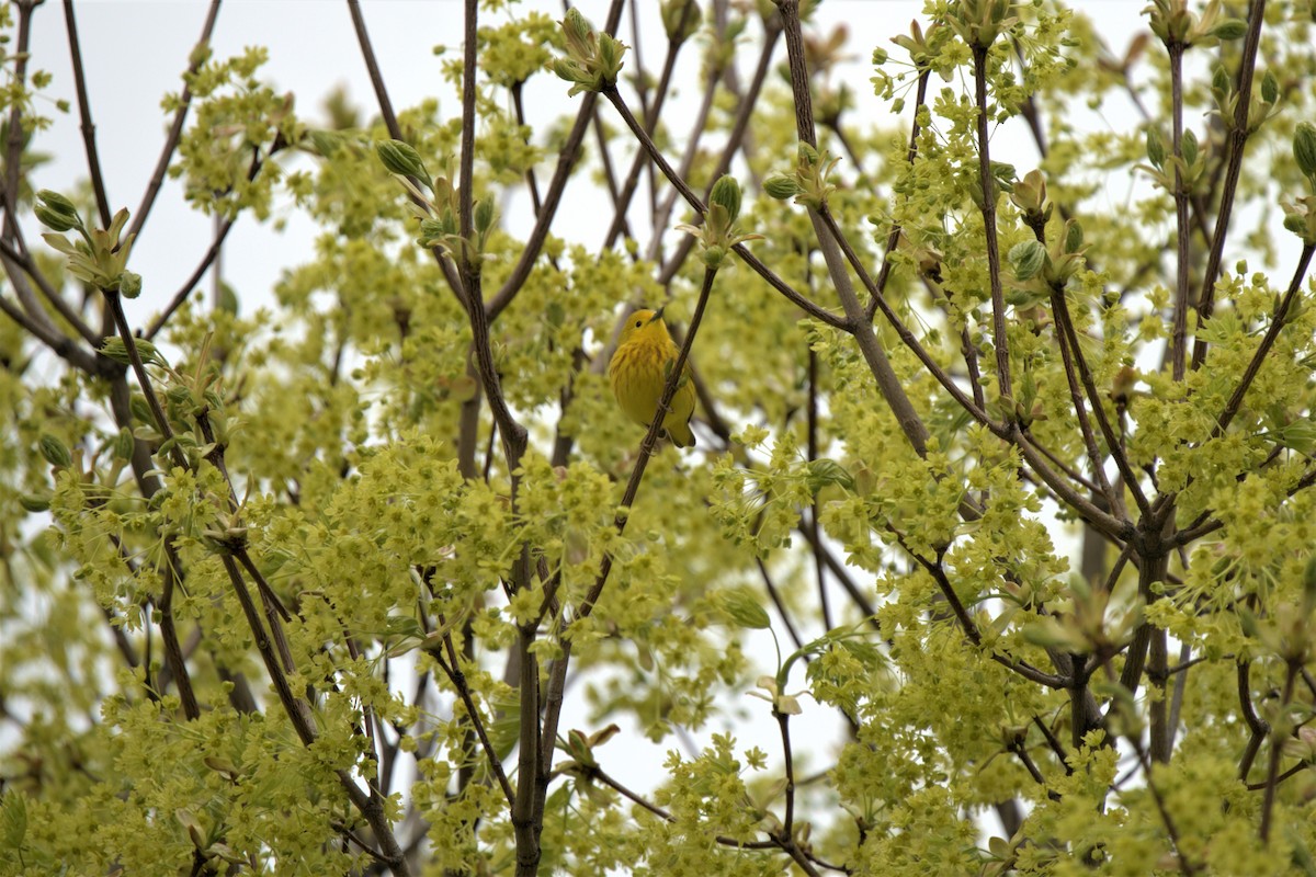 Yellow Warbler - ML618465909