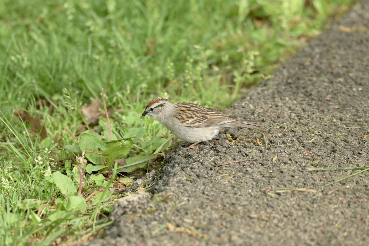 Chipping Sparrow - Justin Riley