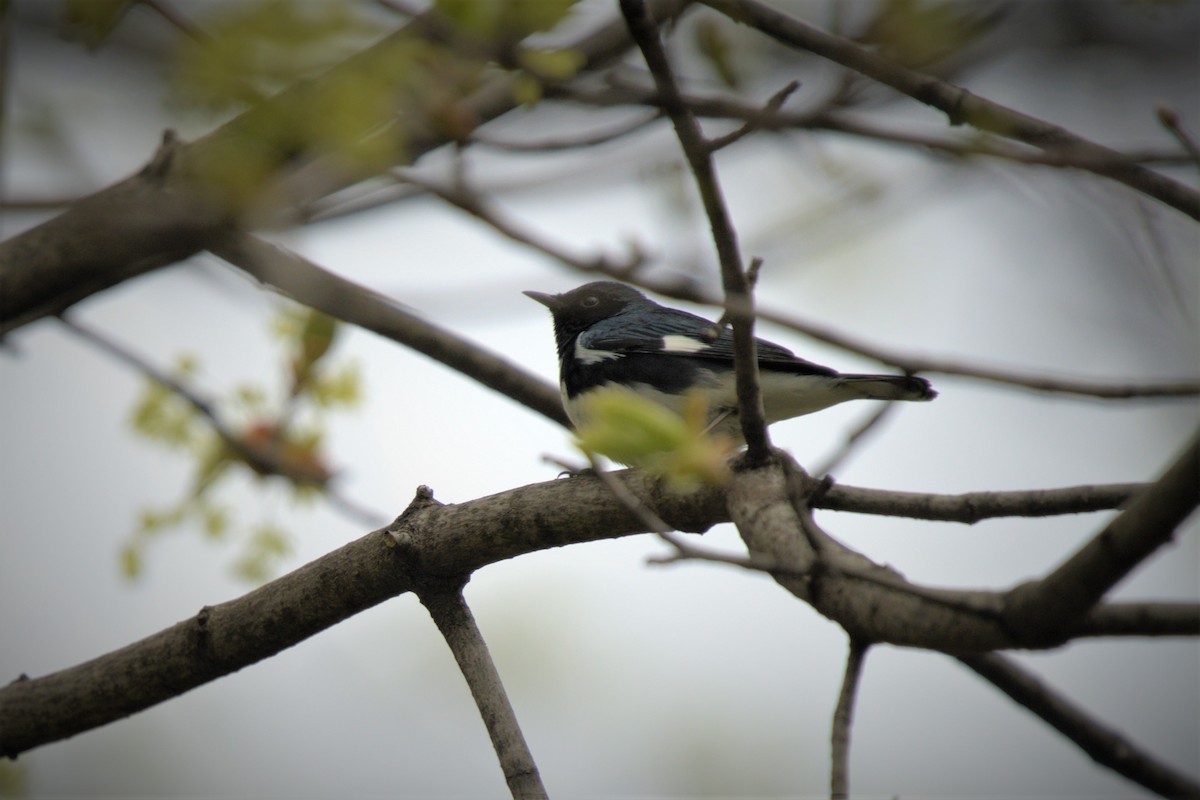 Black-throated Blue Warbler - ML618465924