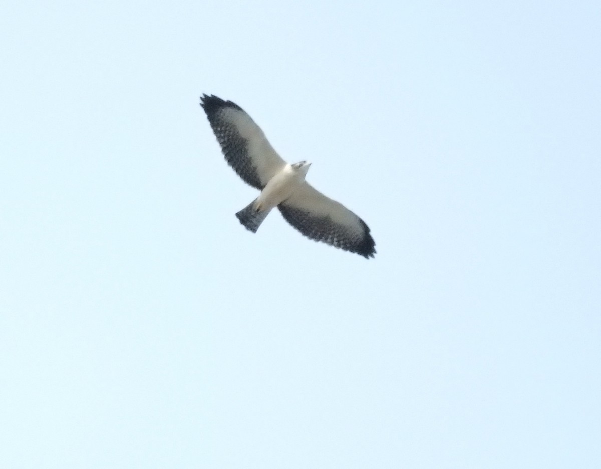 Short-tailed Hawk - ML618465927