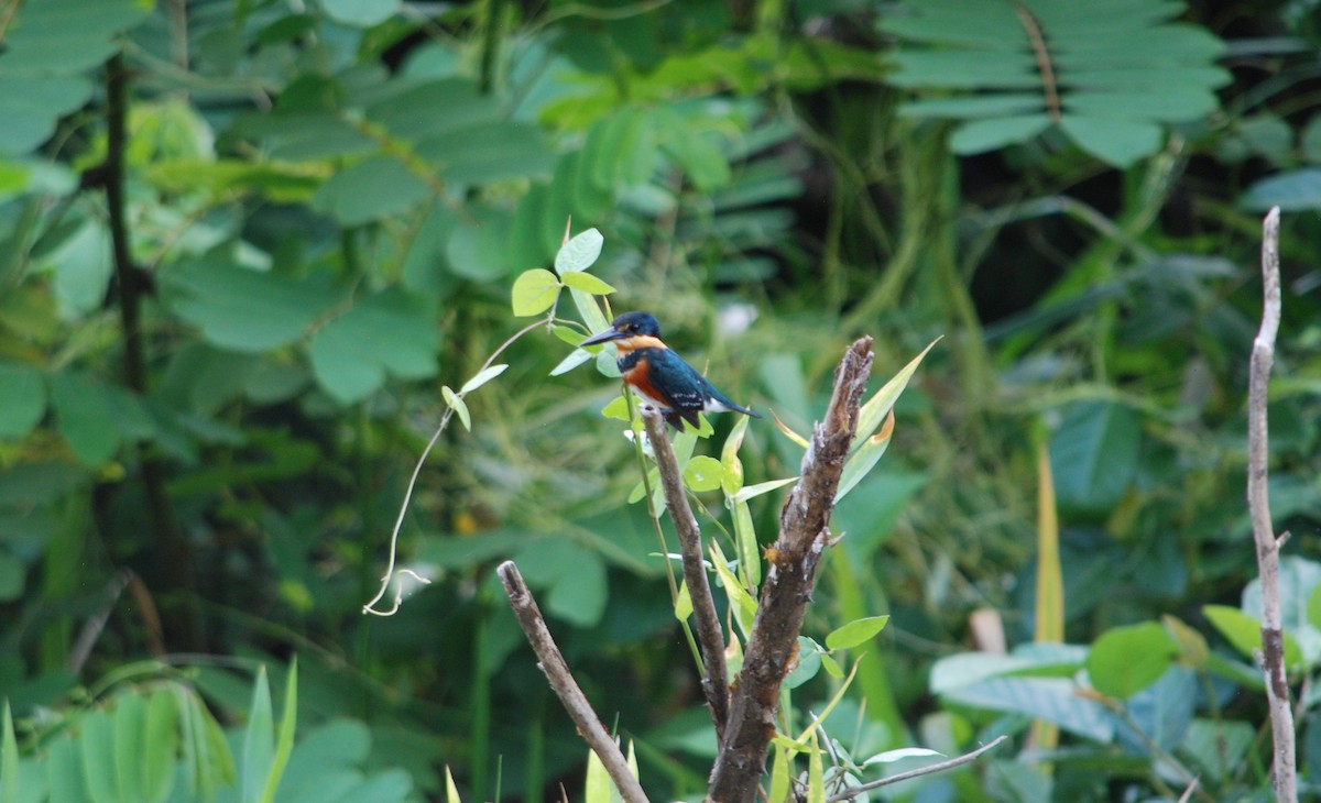 American Pygmy Kingfisher - ML618465928