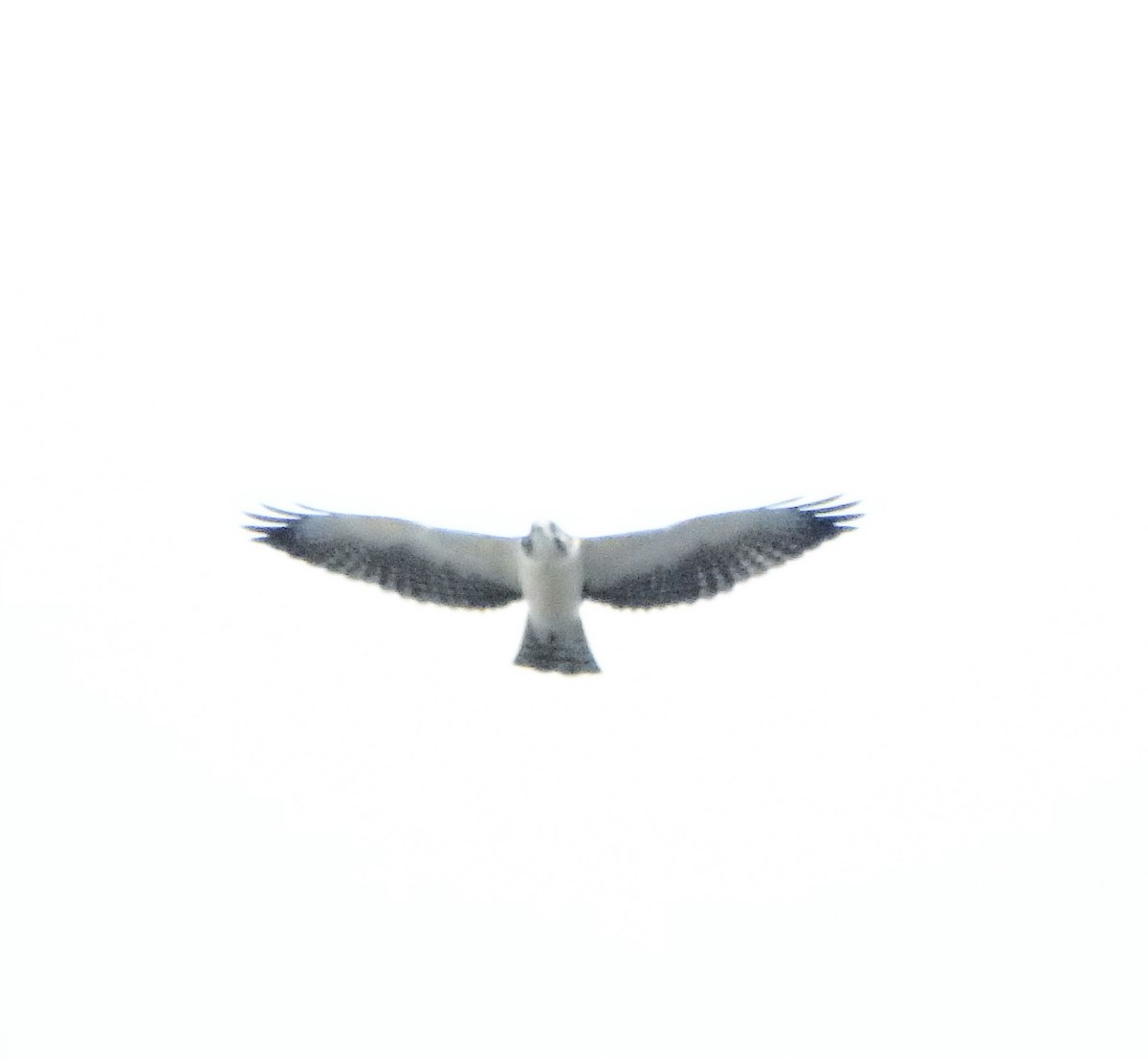 Short-tailed Hawk - Edouard Paiva