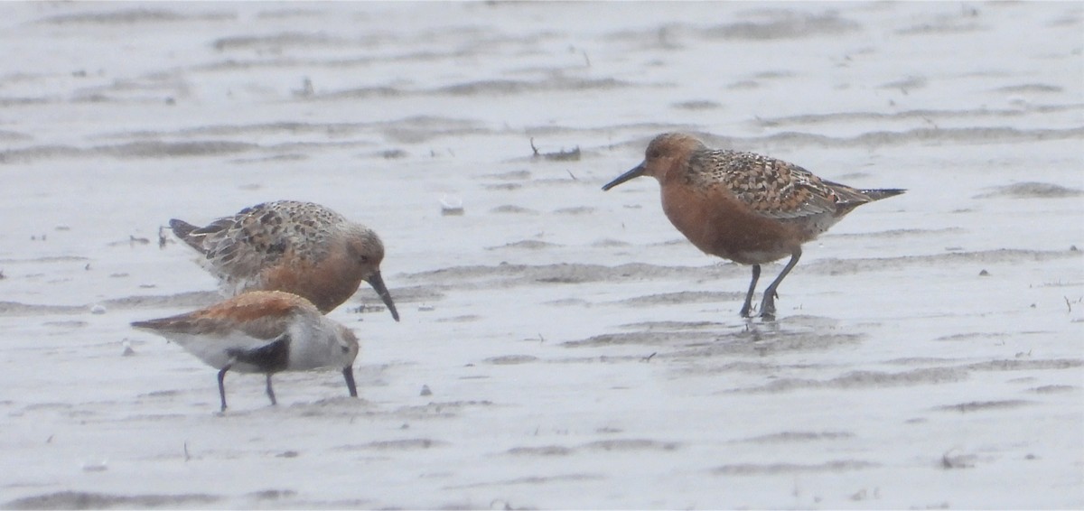Red Knot - ML618465949