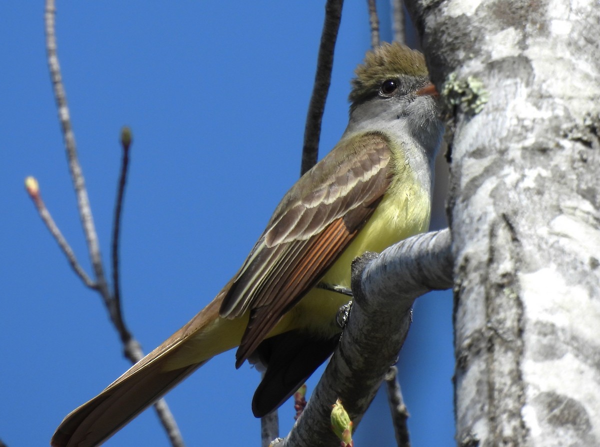 Great Crested Flycatcher - ML618465953
