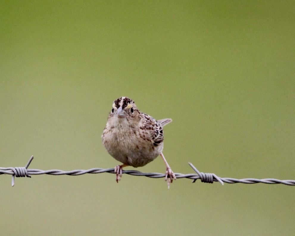Grasshopper Sparrow - ML618465960