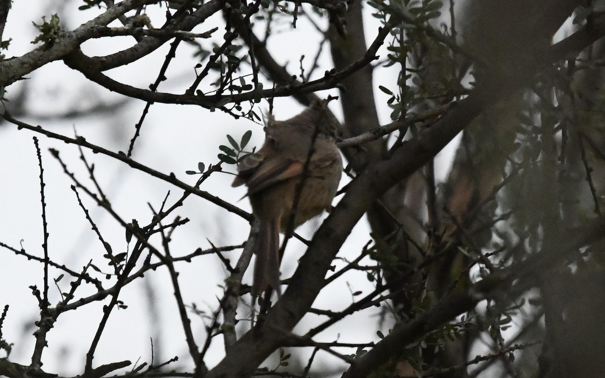 Tufted Tit-Spinetail - ML618465966