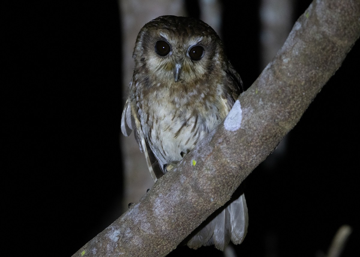 Bare-legged Owl - ML618465968