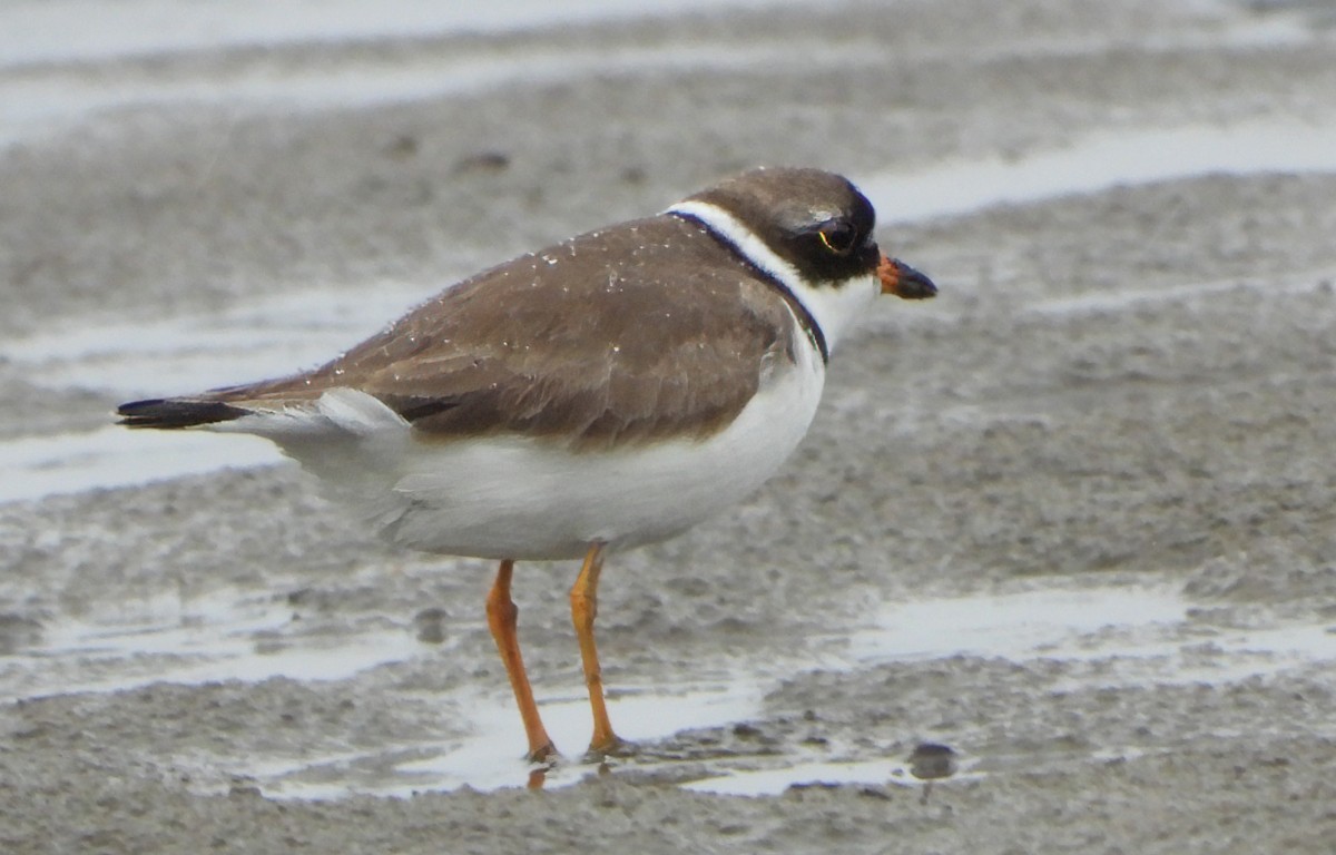 Semipalmated Plover - ML618465970