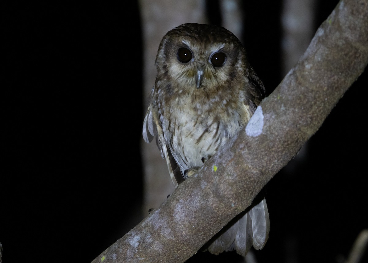 Bare-legged Owl - ML618465972