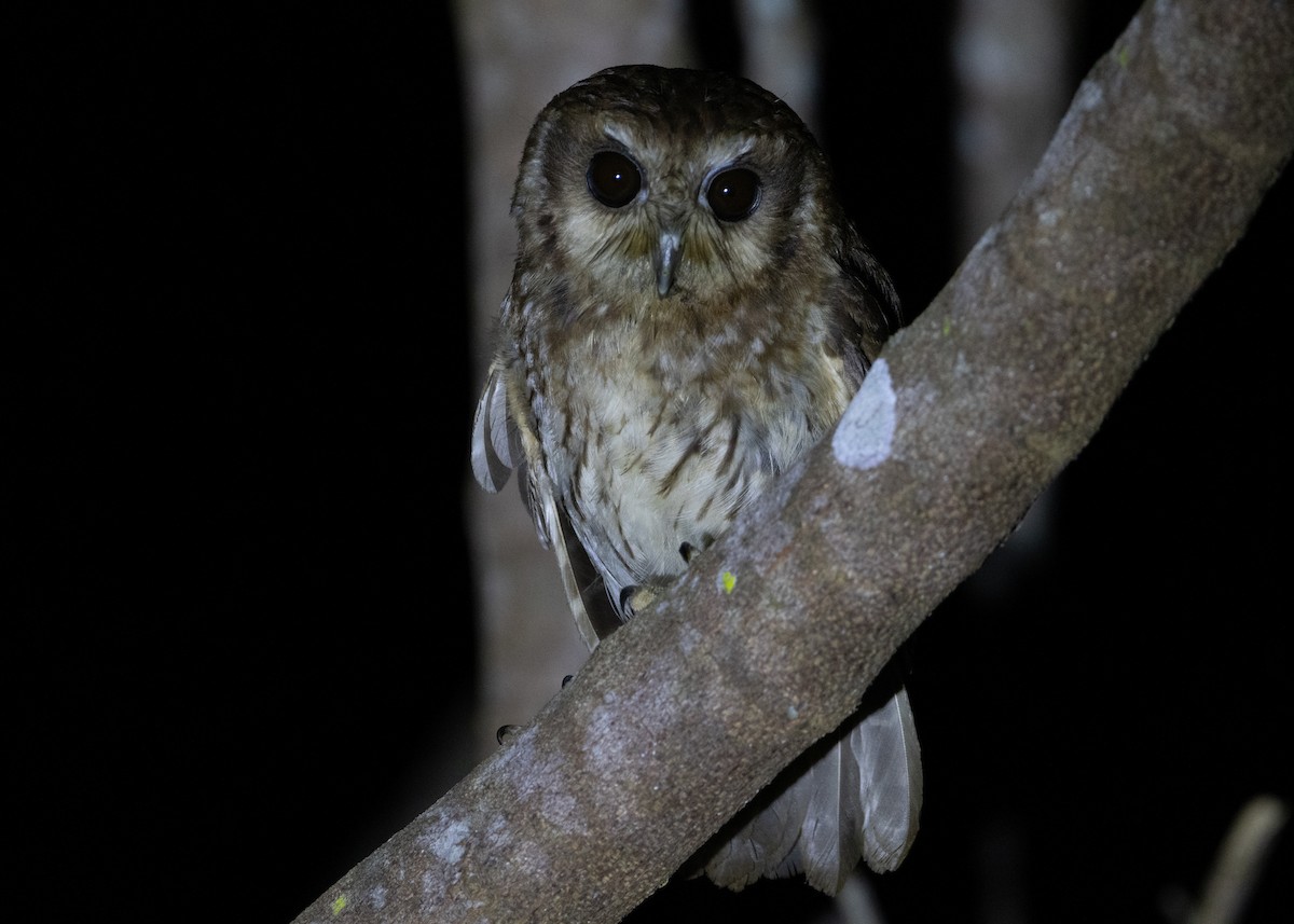 Bare-legged Owl - ML618465974