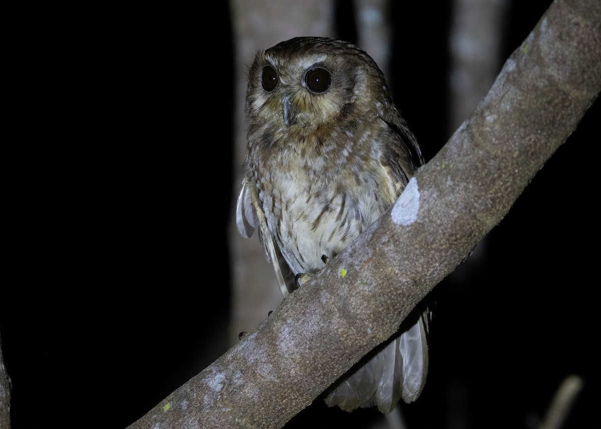 Bare-legged Owl - ML618465975