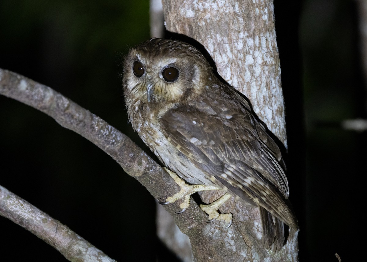 Bare-legged Owl - ML618465979