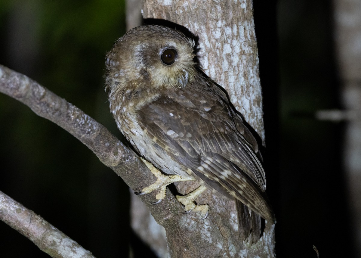 Bare-legged Owl - ML618465980