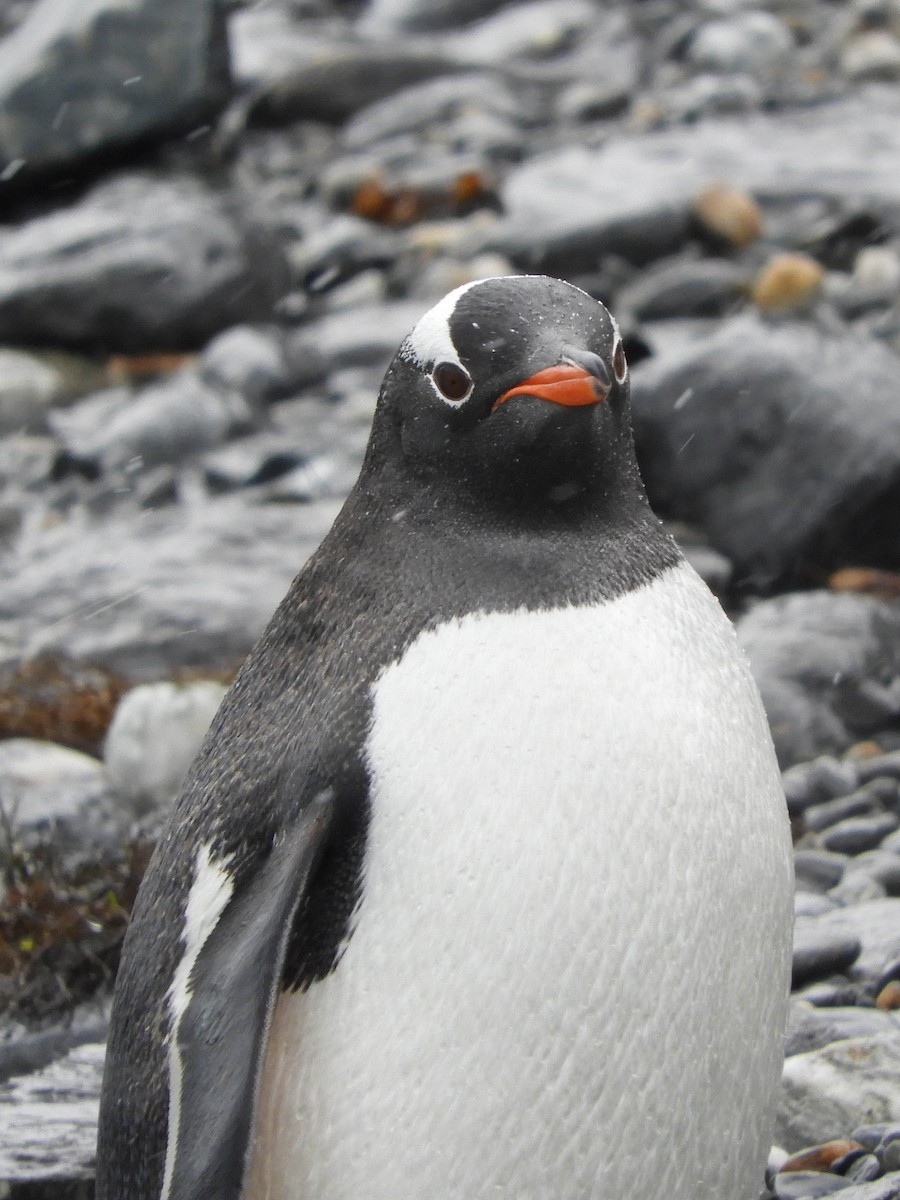 Gentoo Penguin - ML618466022