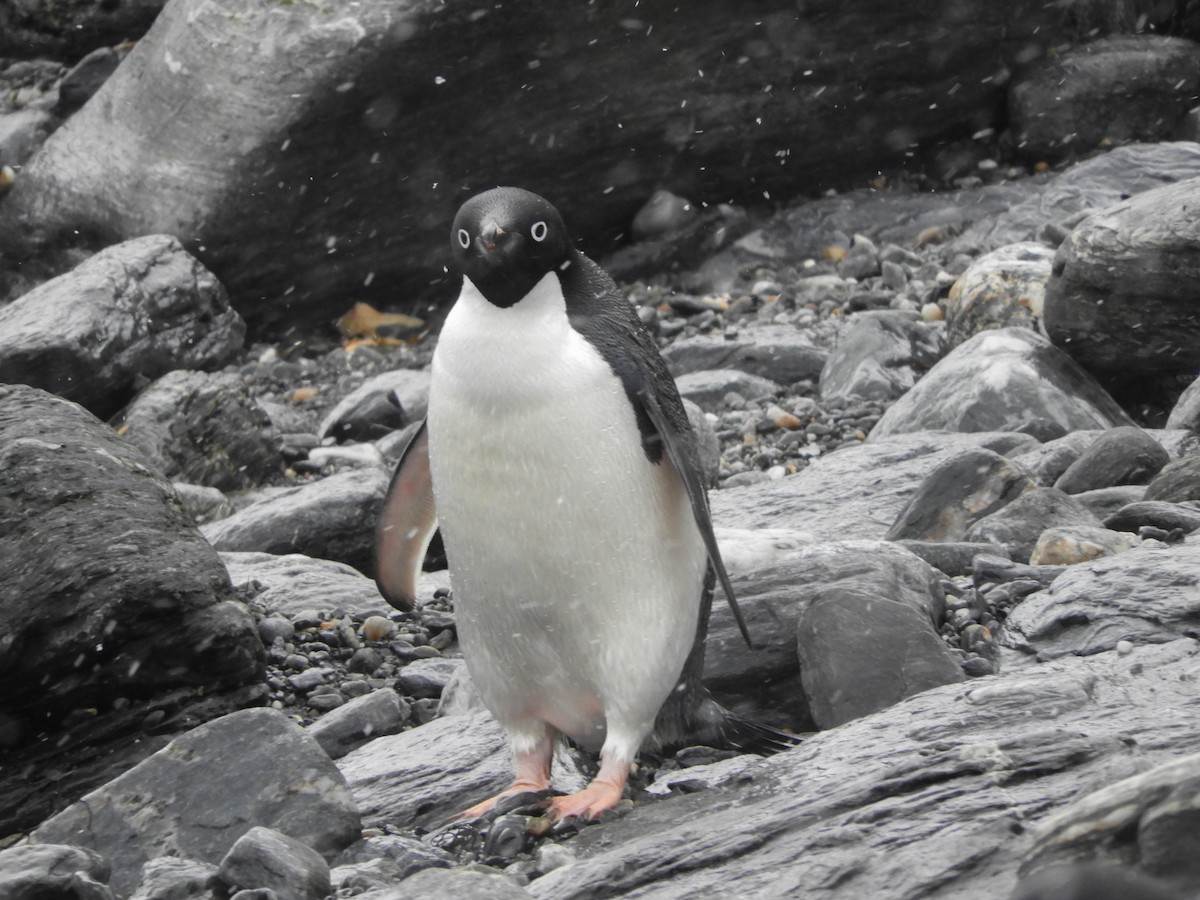 Pingüino de Adelia - ML618466029