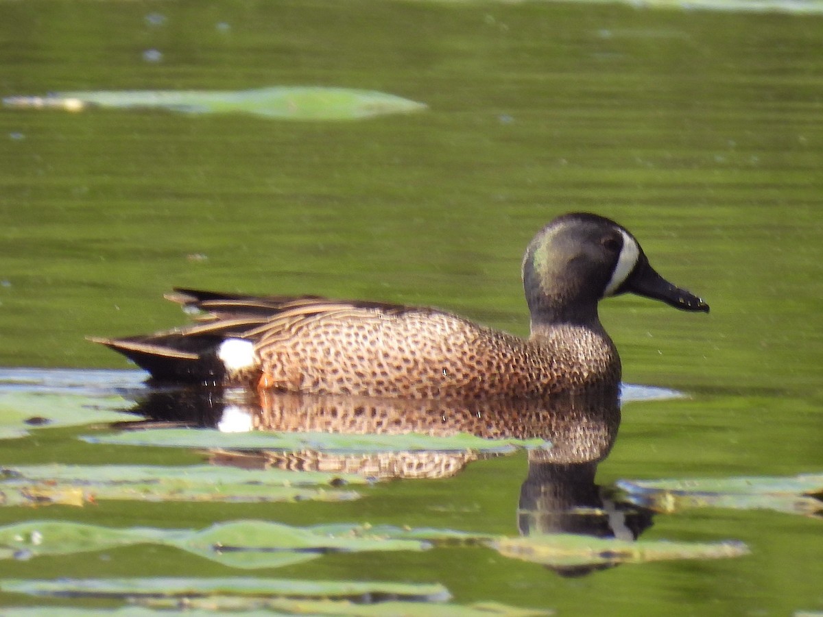 Blue-winged Teal - ML618466036