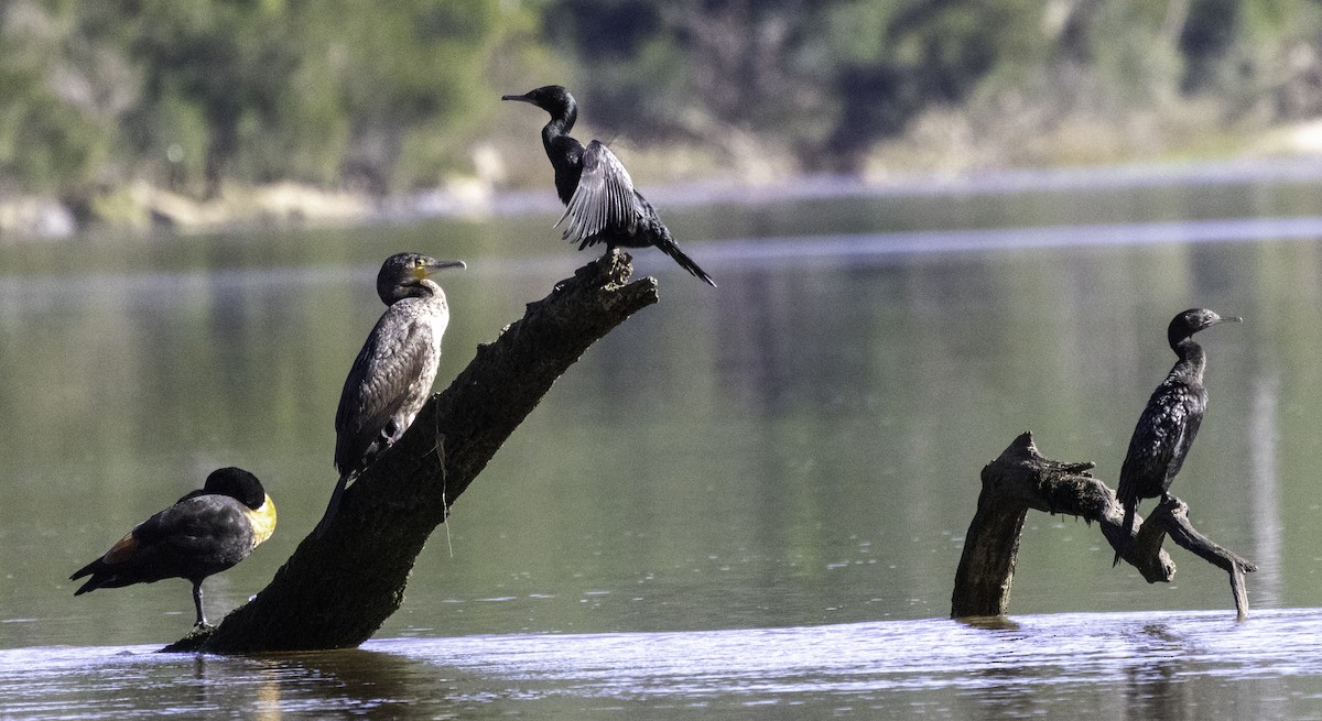 Great Cormorant (Australasian) - John Brown