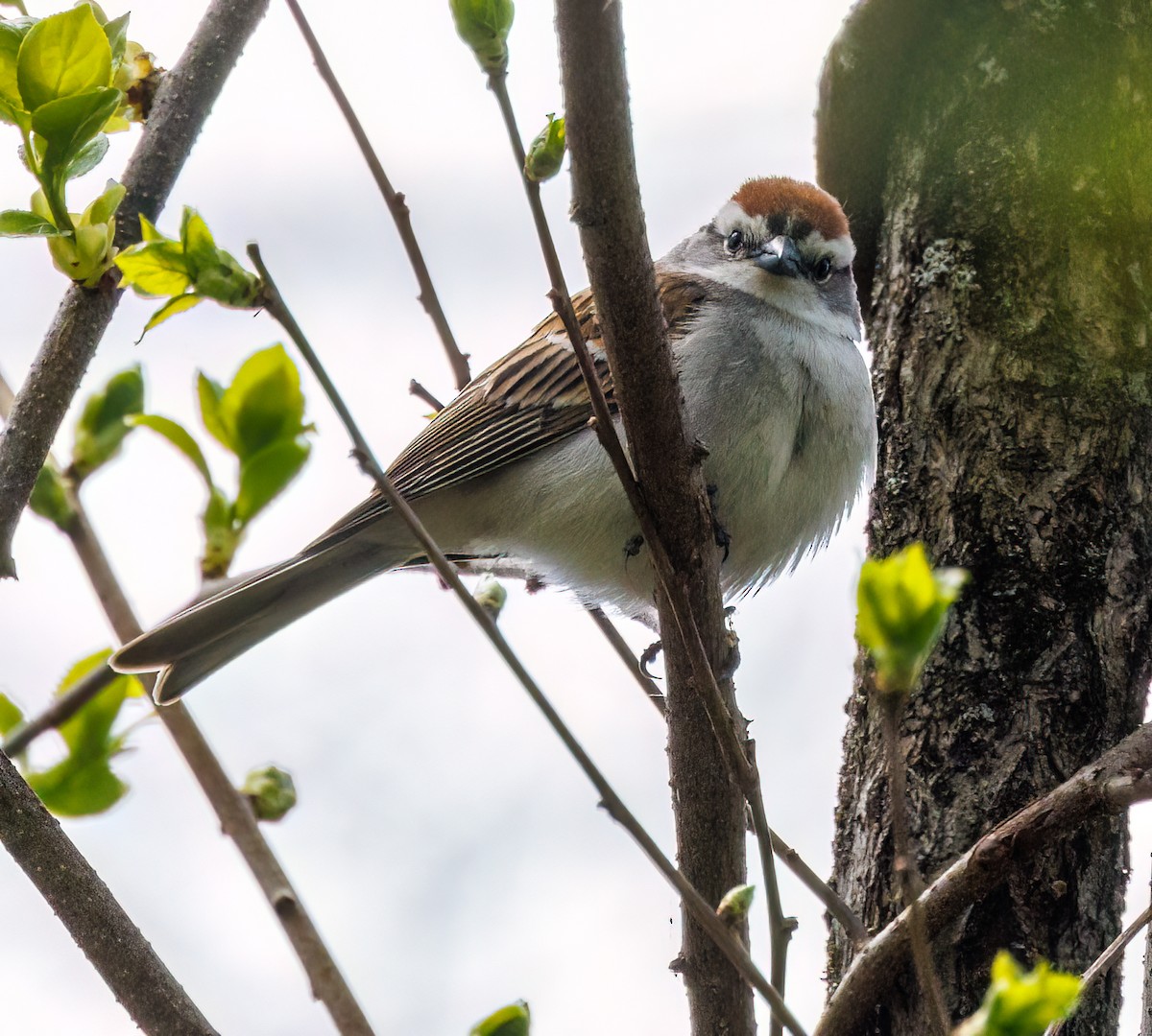 Chipping Sparrow - ML618466061