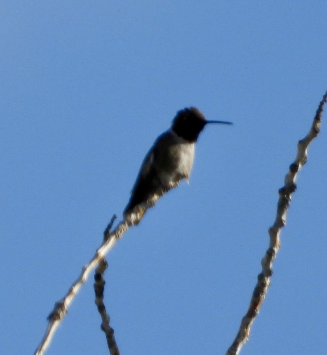 Black-chinned Hummingbird - Erin Jones