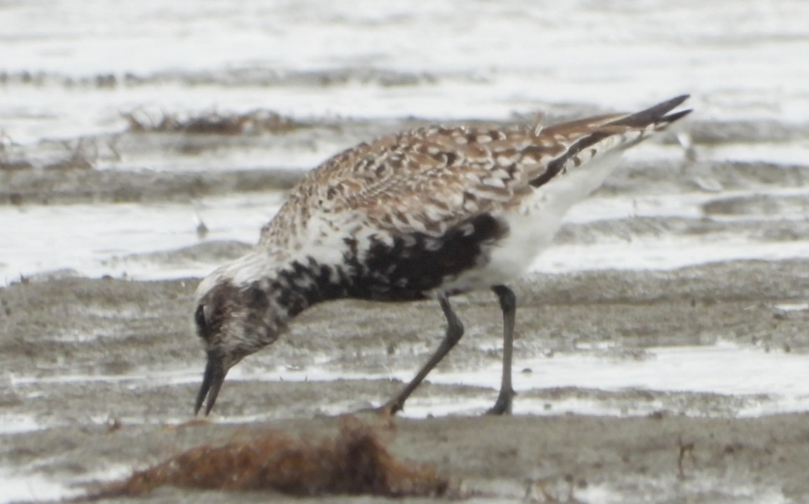 Black-bellied Plover - Patricia Teague