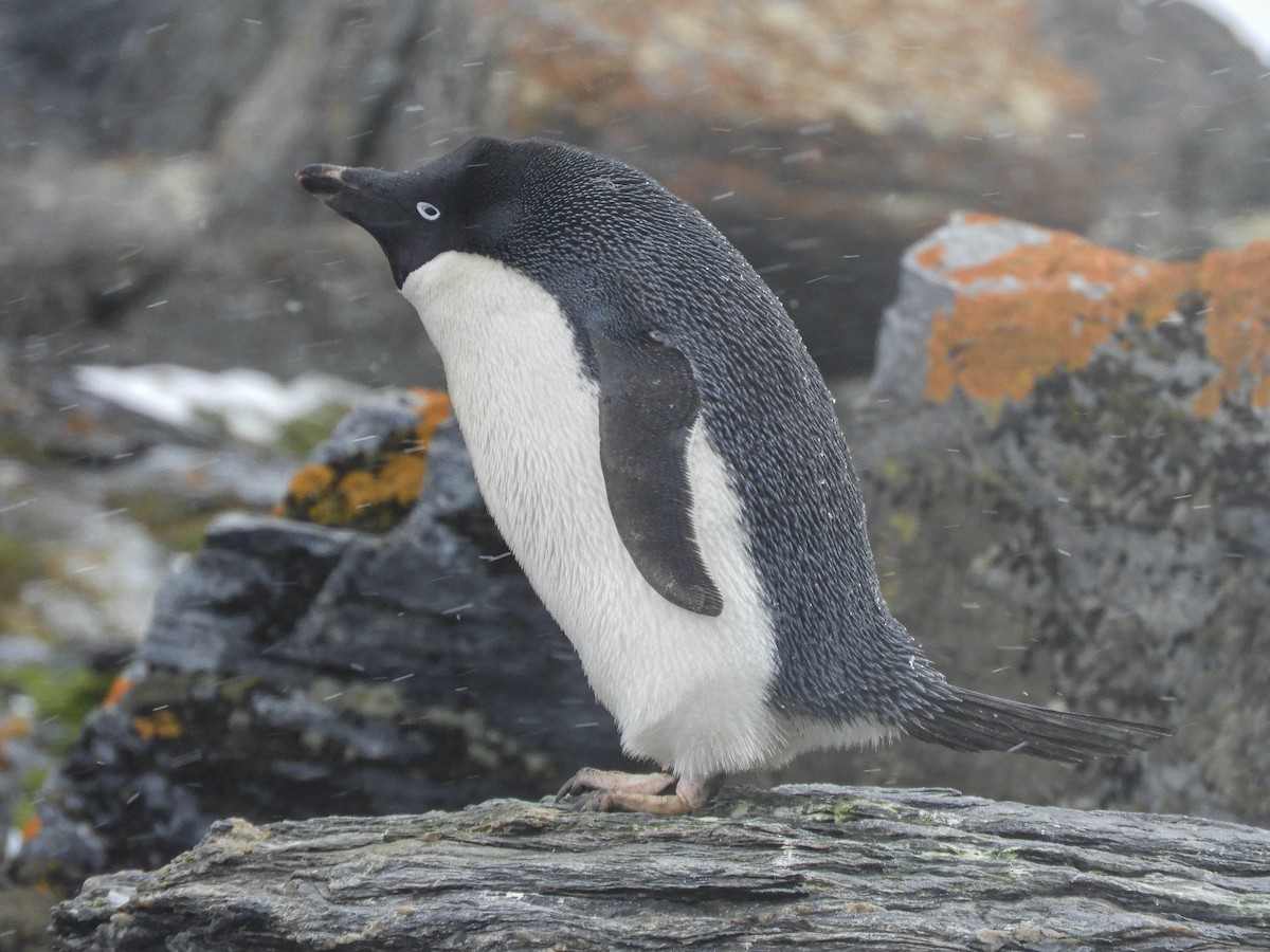Pingüino de Adelia - ML618466104