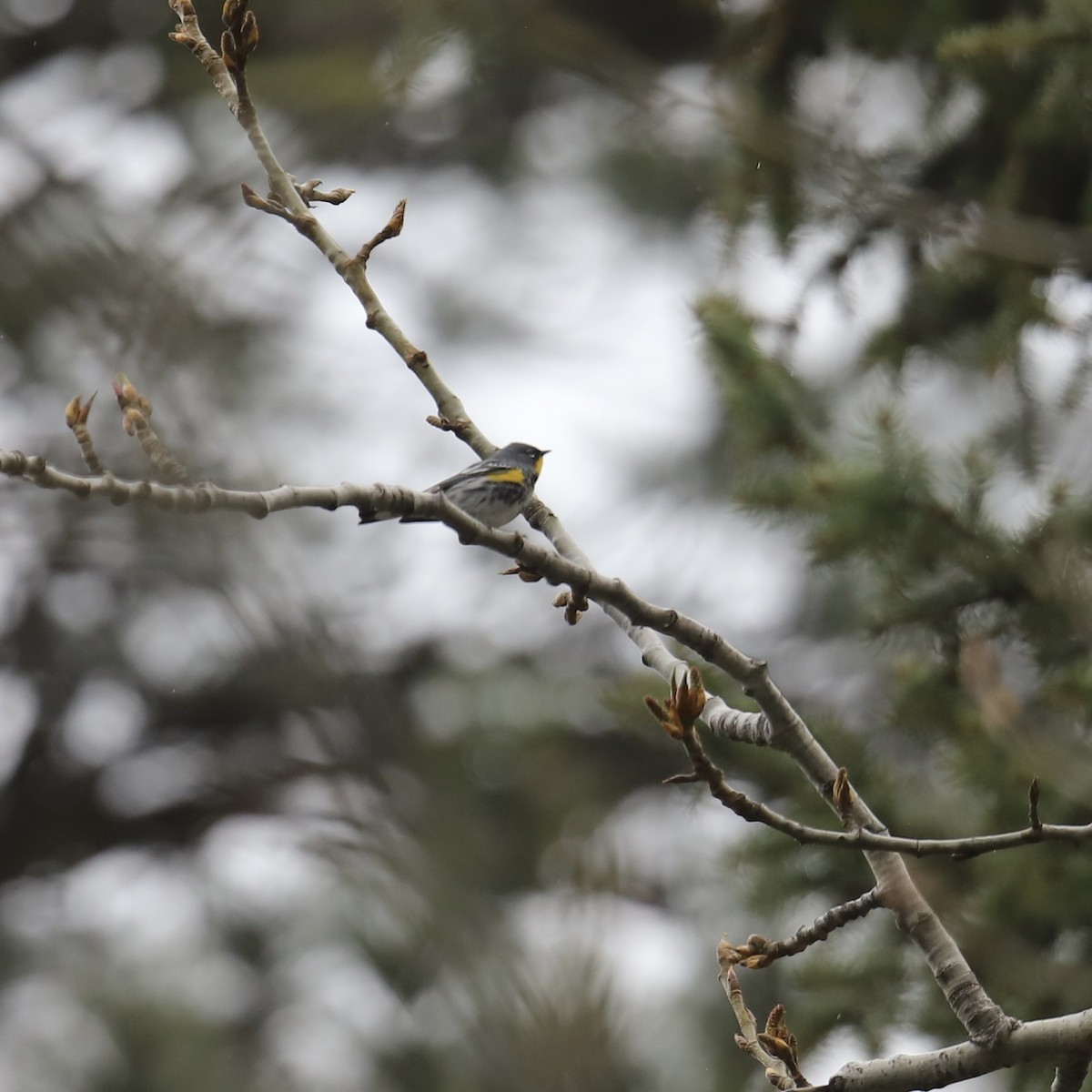 Yellow-rumped Warbler (Audubon's) - ML618466105