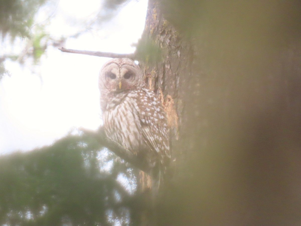 Barred Owl - ML618466110