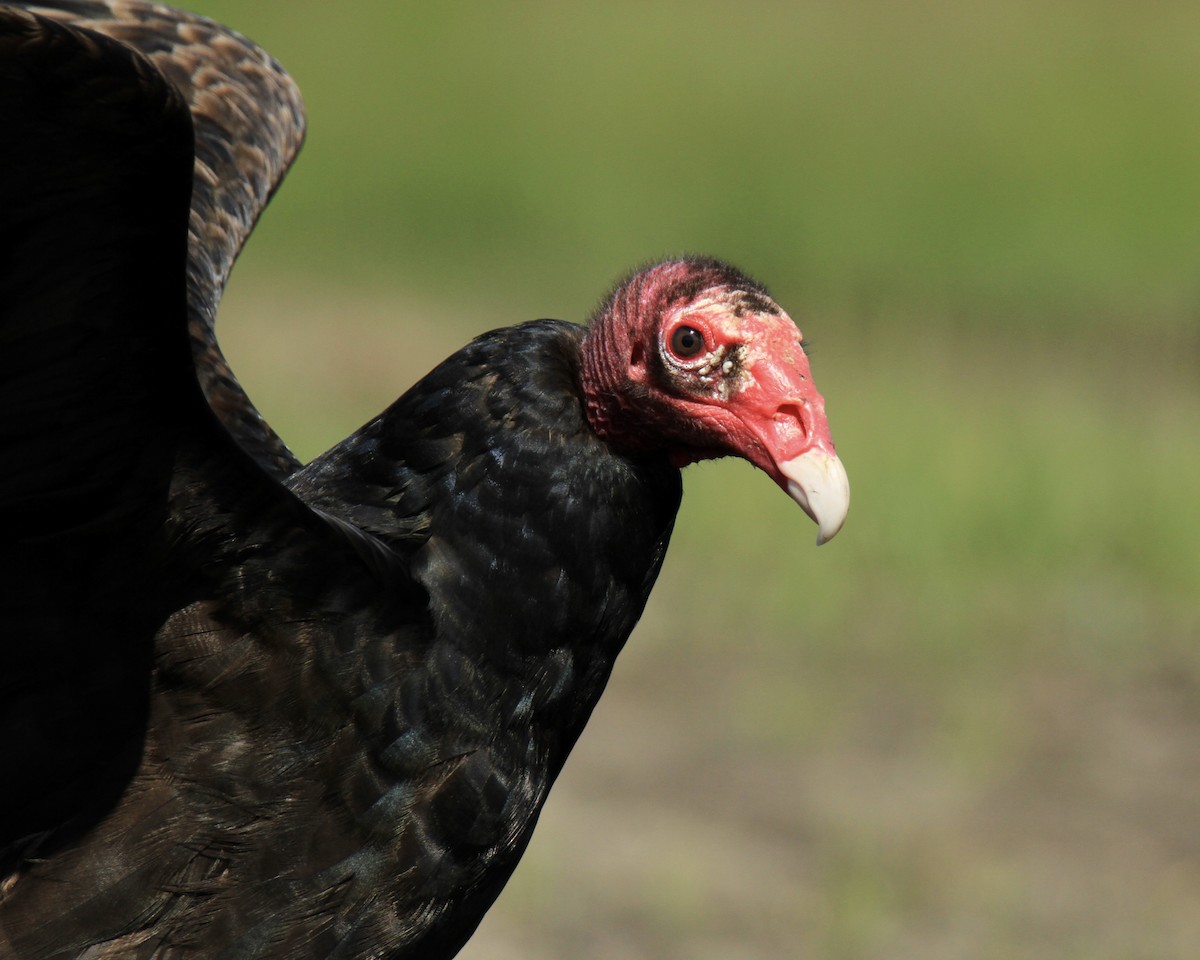 Turkey Vulture - ML618466124