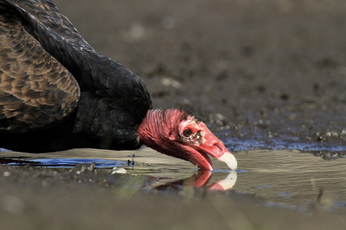 Turkey Vulture - Evan Knudsen