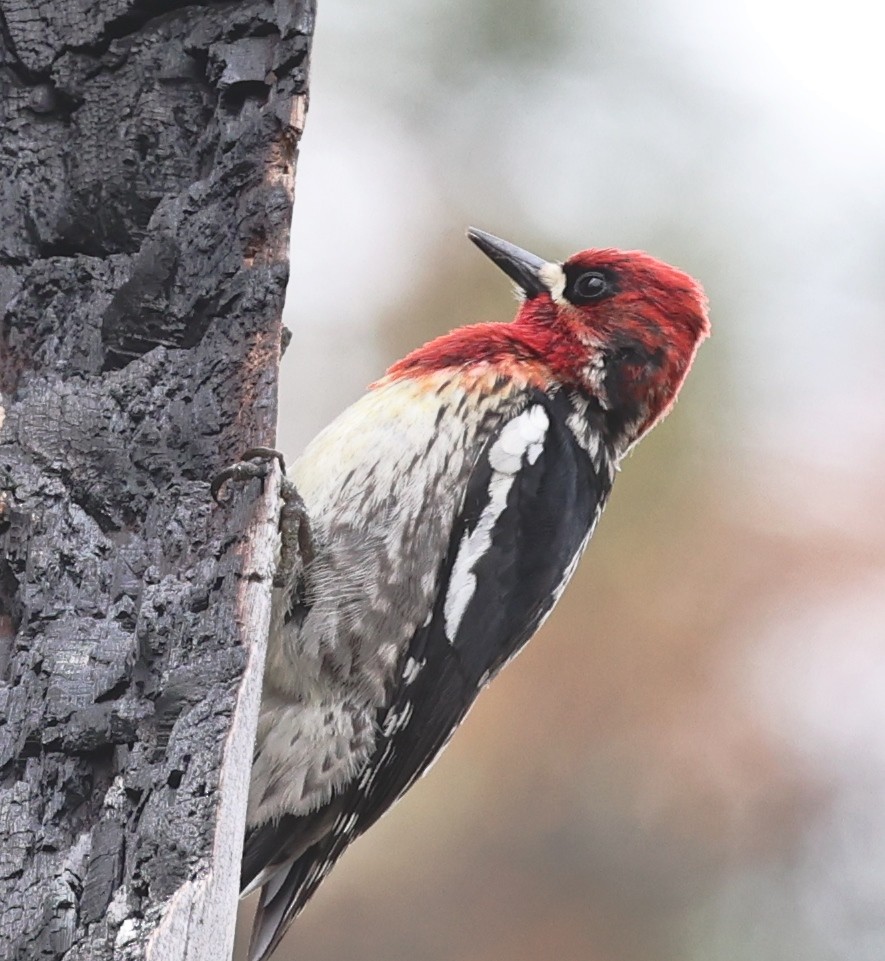 Red-breasted Sapsucker - ML618466134