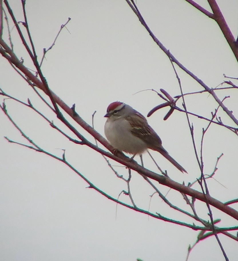 Chipping Sparrow - ML618466144
