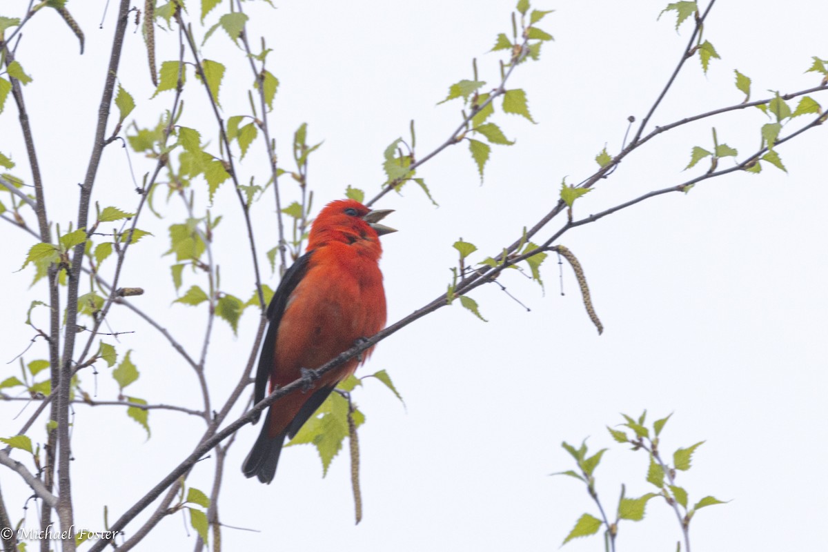 Scarlet Tanager - ML618466161